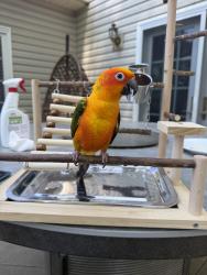 Lost Unknown Bird last seen Saratoga court Lantern lane, East Brunswick, NJ 08816