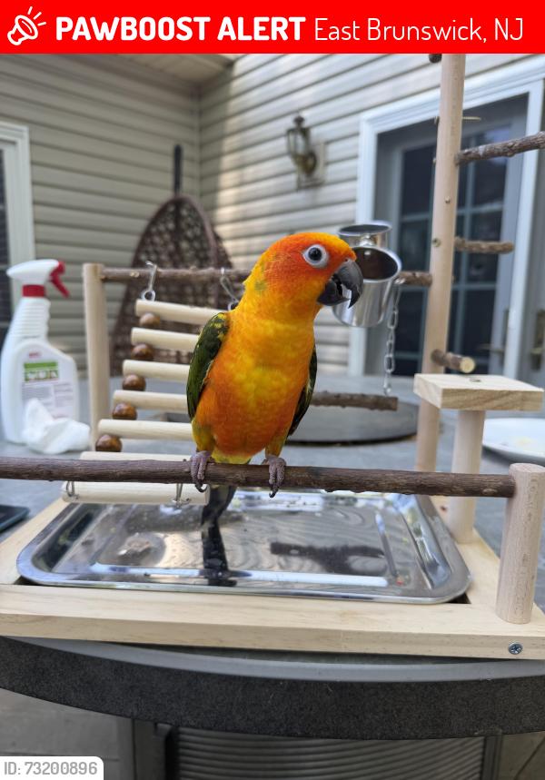 Lost Unknown Bird last seen Saratoga court Lantern lane, East Brunswick, NJ 08816