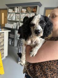 Found/Stray Male Dog last seen Hartis lane Matthews NC, Matthews, NC 28105