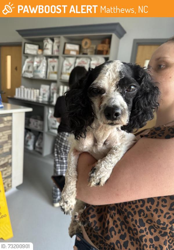 Found/Stray Male Dog last seen Hartis lane Matthews NC, Matthews, NC 28105