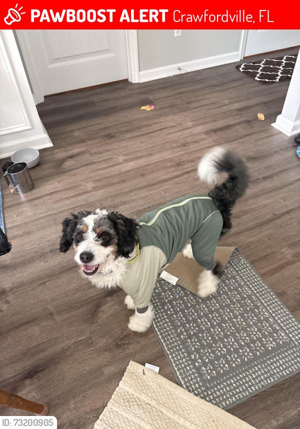 Lost Male Dog last seen Near carolina ct, Crawfordville, FL 32327