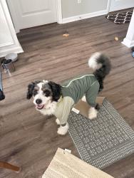 Lost Male Dog last seen Near carolina ct, Crawfordville, FL 32327