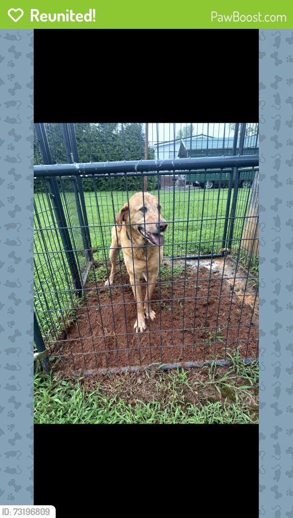 Reunited Male Dog last seen W. Memorial Highway, Dollar General, Harmony, NC 28634
