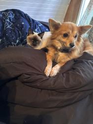 Lost Male Dog last seen New Tampa hwy/ wabash CSX train station, Lakeland, FL 33803