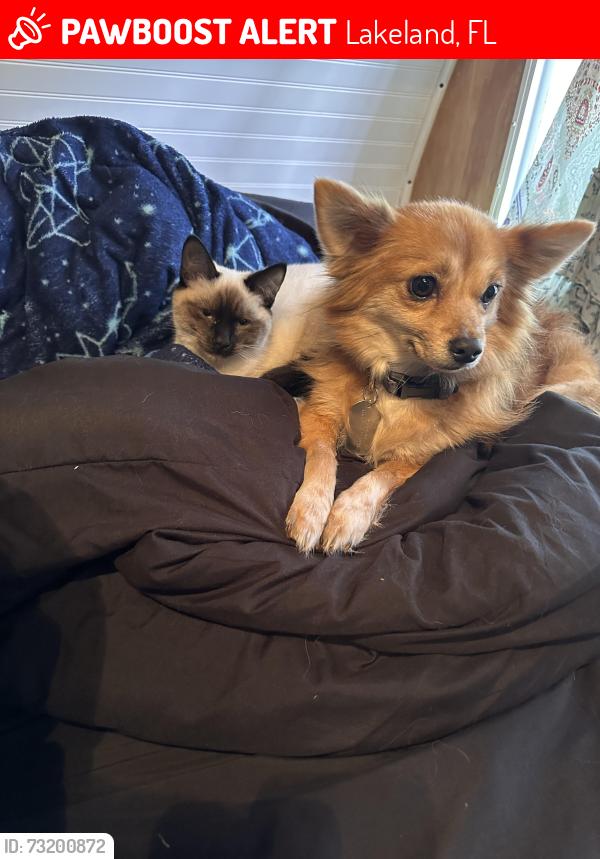 Lost Male Dog last seen New Tampa hwy/ wabash CSX train station, Lakeland, FL 33803
