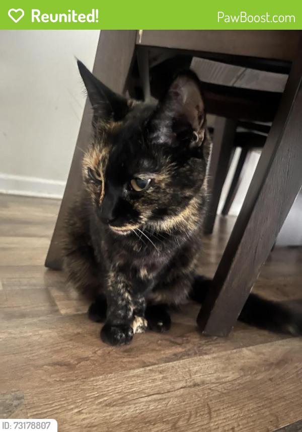 Reunited Female Cat last seen Oakland Mills Rd, Columbia, MD 21046