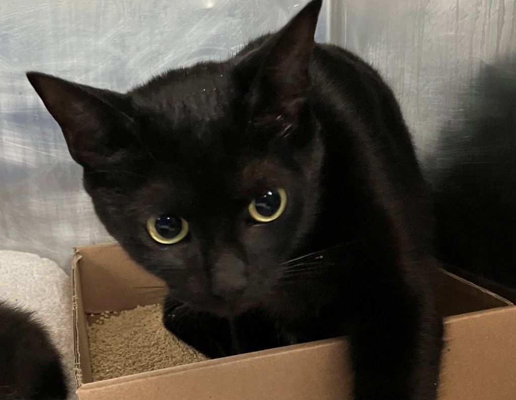 Shelter Stray Female Cat last seen McClean Avenue, STATEN ISLAND, NY, 10305, 3139 Veterans Rd W, Staten Island, NY 10309, USA