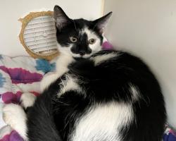 Shelter Stray Female Cat last seen McClean Avenue, STATEN ISLAND, NY, 10305, 3139 Veterans Rd W, Staten Island, NY 10309, USA