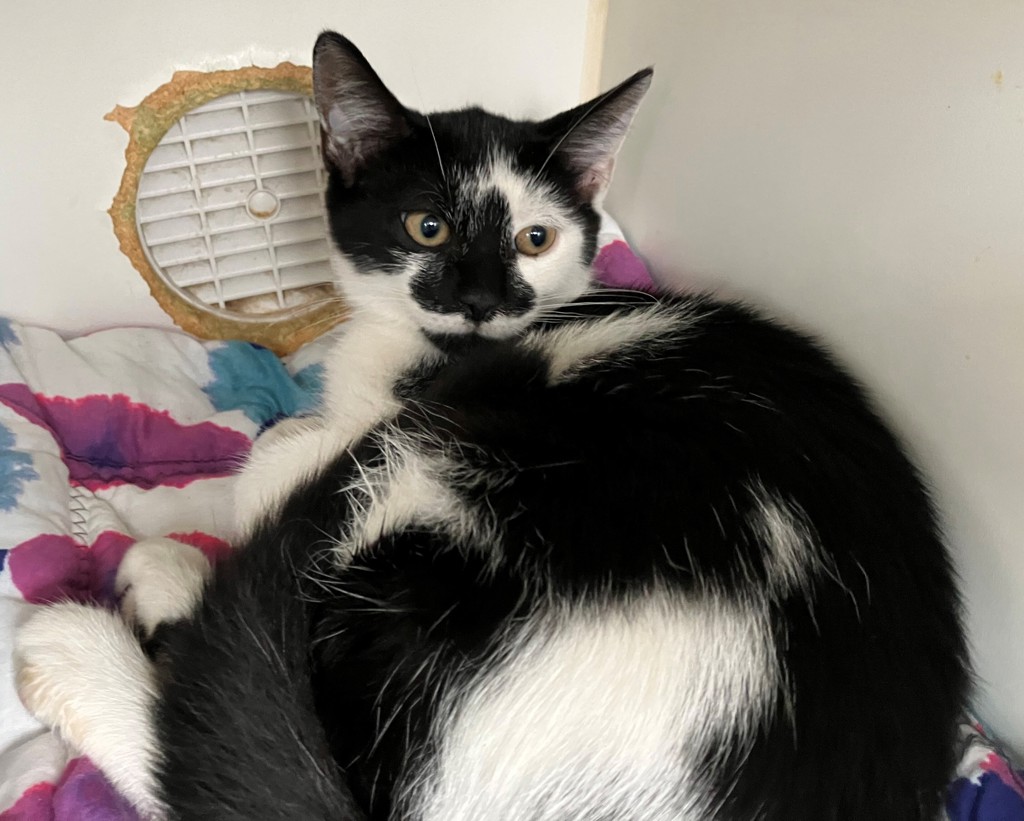 Shelter Stray Female Cat last seen McClean Avenue, STATEN ISLAND, NY, 10305, 3139 Veterans Rd W, Staten Island, NY 10309, USA