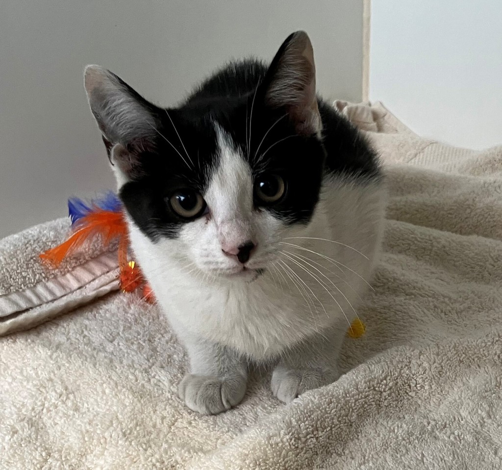 Shelter Stray Female Cat last seen McClean Avenue, STATEN ISLAND, NY, 10305, 3139 Veterans Rd W, Staten Island, NY 10309, USA
