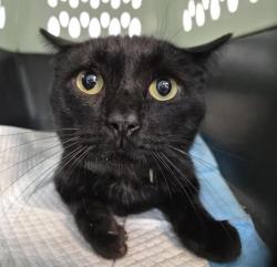 Shelter Stray Male Cat last seen Near Walton Avenue, BRONX, NY, 10453, 326 E 110th St, New York, NY 10029, USA