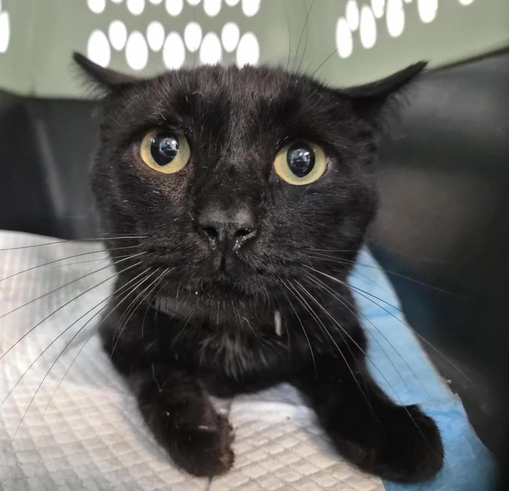 Shelter Stray Male Cat last seen Near Walton Avenue, BRONX, NY, 10453, 326 E 110th St, New York, NY 10029, USA