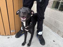 Shelter Stray Female Dog last seen Near W 24th Street, NEW YORK, NY, 10011, 326 E 110th St, New York, NY 10029, USA