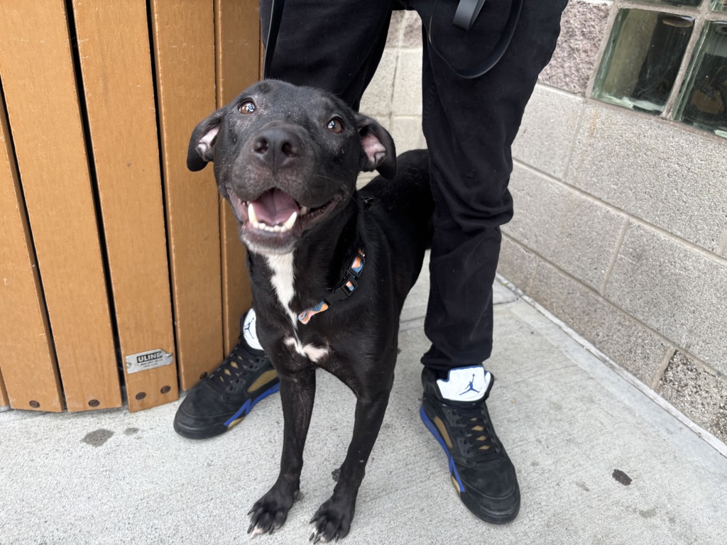 Shelter Stray Female Dog last seen Near W 24th Street, NEW YORK, NY, 10011, 326 E 110th St, New York, NY 10029, USA