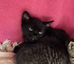 Shelter Stray Female Cat last seen Near Hegenberger, OAKLAND, CA, 94621, 8323 Baldwin St, Oakland, CA 94621, USA