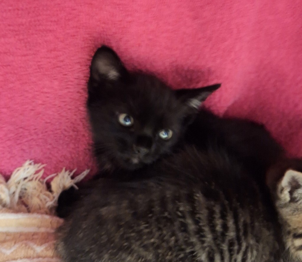 Shelter Stray Female Cat last seen Near Hegenberger, OAKLAND, CA, 94621, 8323 Baldwin St, Oakland, CA 94621, USA