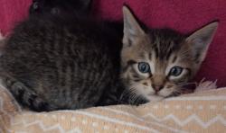 Shelter Stray Male Cat last seen Near Hegenberger, OAKLAND, CA, 94621, 8323 Baldwin St, Oakland, CA 94621, USA