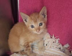 Shelter Stray Male Cat last seen Near Hegenberger, OAKLAND, CA, 94621, 8323 Baldwin St, Oakland, CA 94621, USA