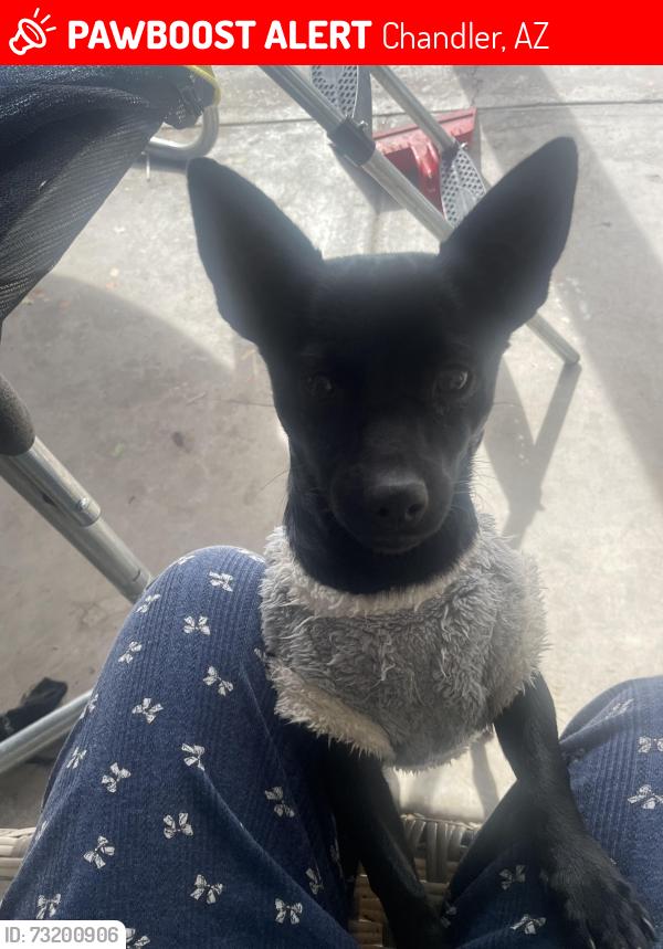 Lost Male Dog last seen Near w Frye rd, Chandler, AZ 85225