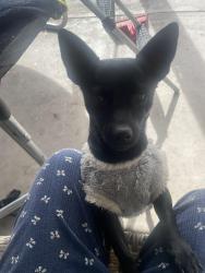 Lost Male Dog last seen Near w Frye rd, Chandler, AZ 85225
