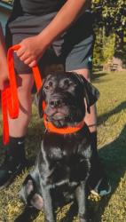 Reunited Male Dog last seen Near Mohawk Dr, Spartanburg, SC 29301, USA, Spartanburg, SC 29301
