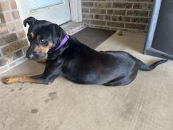 Found/Stray Male Dog last seen At office building, Navasota, TX 77868