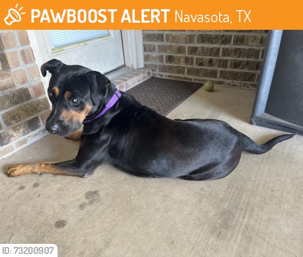 Found/Stray Male Dog last seen At office building, Navasota, TX 77868