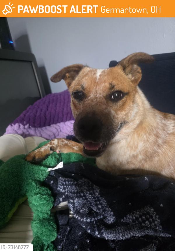 Found/Stray Female Dog last seen On Friend near Astoria, Wetzel, Pritchard, Hetzler, Germantown, OH 45327
