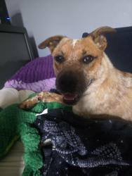 Found/Stray Female Dog last seen On Friend near Astoria, Wetzel, Pritchard, Hetzler, Germantown, OH 45327
