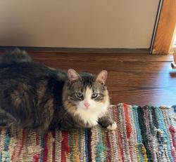 Lost Male Cat last seen huntsville trail, lakeville, Lakeville, MN 55044
