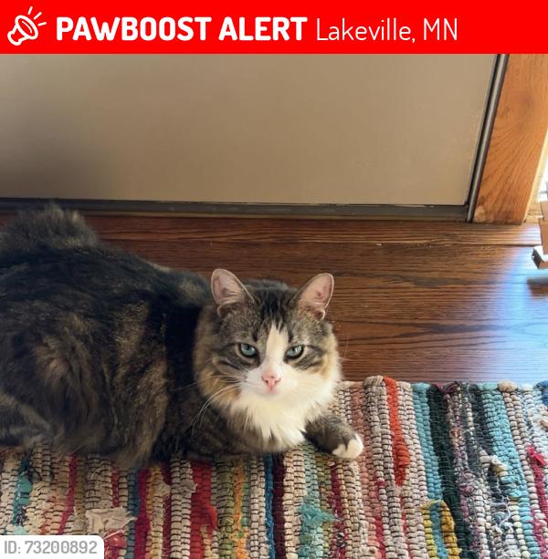 Lost Male Cat last seen huntsville trail, lakeville, Lakeville, MN 55044