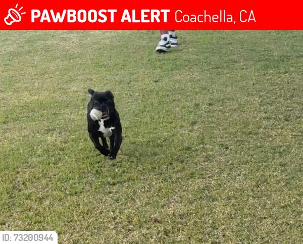 Lost Male Dog last seen Avenue 52, Coachella, CA 92236