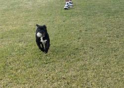 Lost Male Dog last seen Avenue 52, Coachella, CA 92236