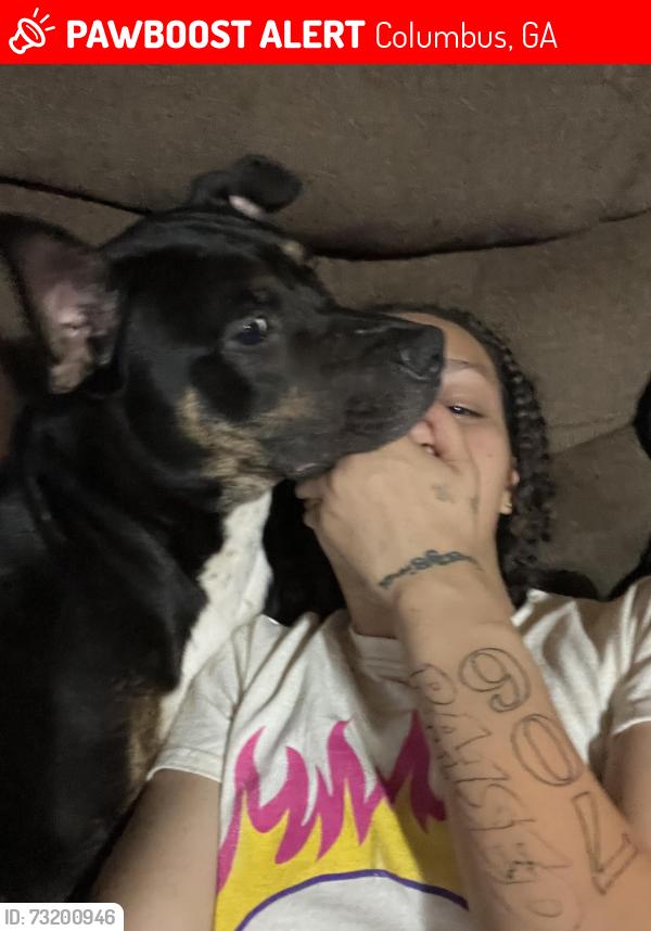 Lost Male Dog last seen Hamilton Road, Columbus, GA 31904