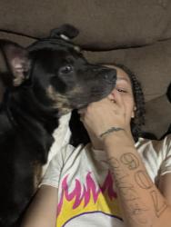 Lost Male Dog last seen Hamilton Road, Columbus, GA 31904