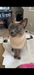Lost Female Cat last seen Clay st and Market st, Salem, OR 97301