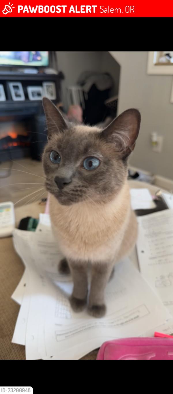 Lost Female Cat last seen Clay st and Market st, Salem, OR 97301