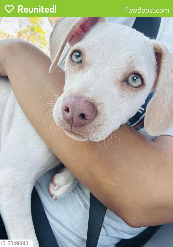 Reunited Female Dog last seen E Oxford street, Chula Vista, CA 91911