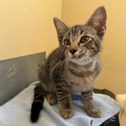 Shelter Stray Male Cat last seen , 361 S Raymond Ave, Pasadena, CA 91105, USA