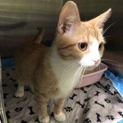 Shelter Stray Male Cat last seen , 1013 Garfield St, Oak Park, IL 60304, USA