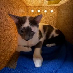 Shelter Stray Male Cat last seen , 361 S Raymond Ave, Pasadena, CA 91105, USA