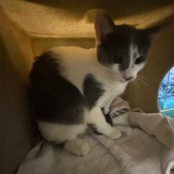 Shelter Stray Male Cat last seen , 361 S Raymond Ave, Pasadena, CA 91105, USA