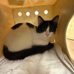 Shelter Stray Male Cat last seen , 361 S Raymond Ave, Pasadena, CA 91105, USA