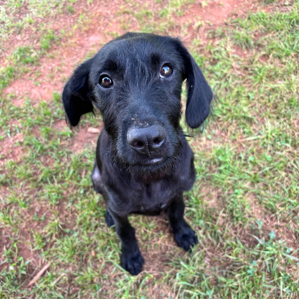 Shelter Stray Male Dog last seen , 328 Furman Hall Rd, Greenville, SC 29609, USA