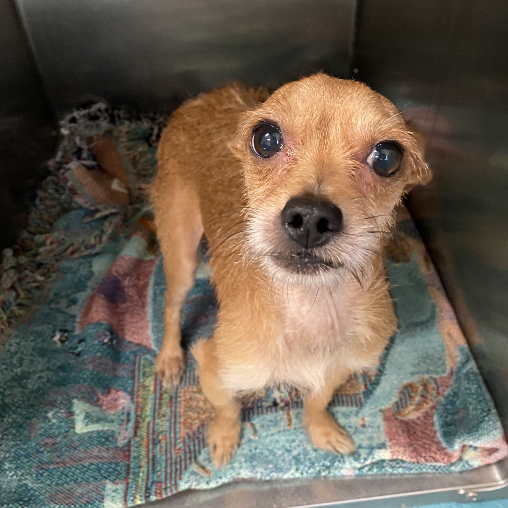Shelter Stray Male Dog last seen , 2350 Appling City Cove, Memphis, TN 38133, USA