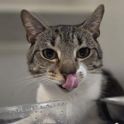Shelter Stray Male Cat last seen , Animal Care & Control Team of Philly, 111 W Hunting Park Ave, Philadelphia, PA 19140, USA