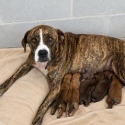Shelter Stray Female Dog last seen , 3607 N Armenia Ave, Tampa, FL 33607, USA