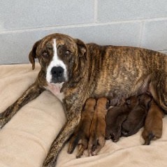 Shelter Stray Female Dog last seen , 3607 N Armenia Ave, Tampa, FL 33607, USA