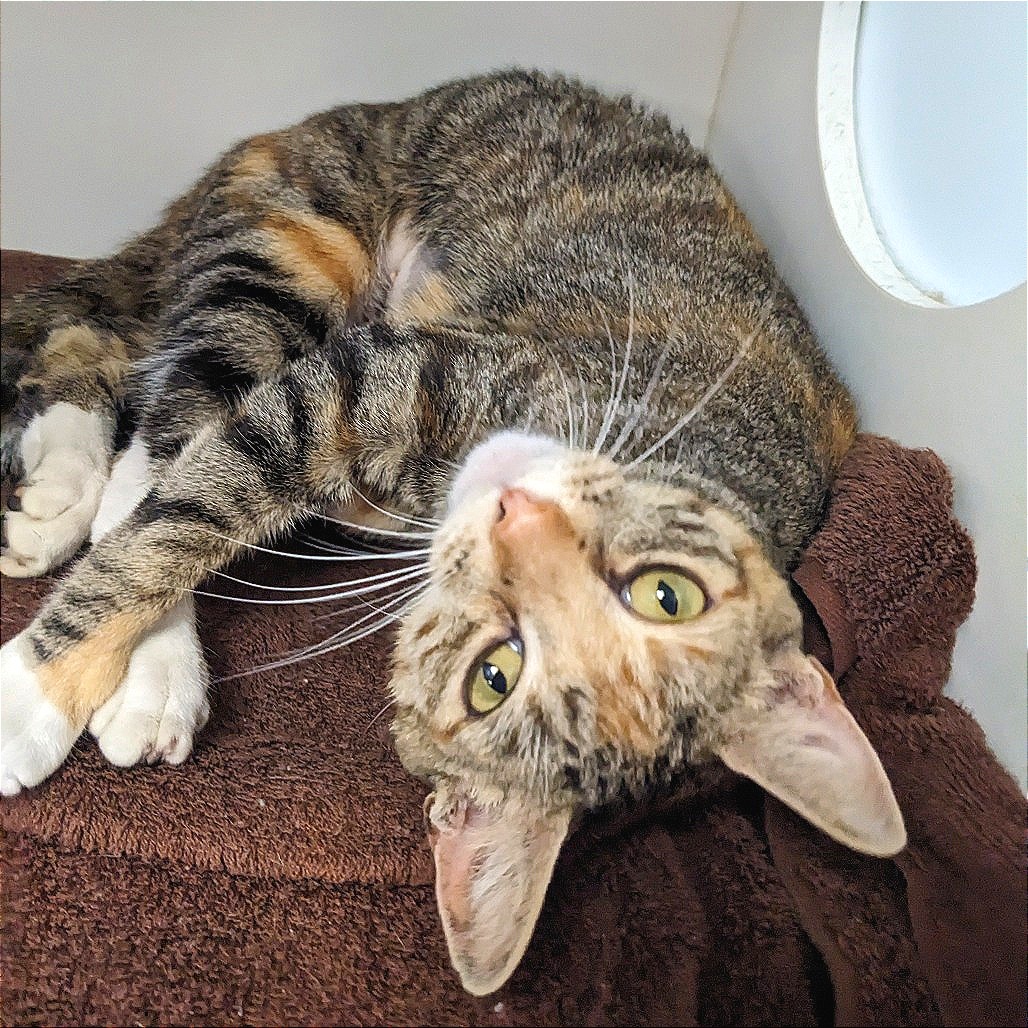 Shelter Stray Female Cat last seen , Animal Care & Control Team of Philly, 111 W Hunting Park Ave, Philadelphia, PA 19140, USA