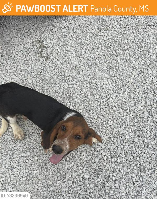 Found/Stray Male Dog last seen Nash Rd, Panola County, MS 38606